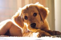/album/para-os-amantes-de-cachorros/images-3-jpg1/